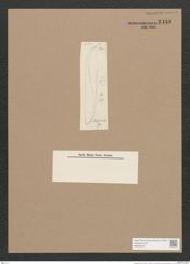 Pleurosigma sp. (de-Toni-Nr.: Genus 13) Zeichnungen Sammlung Grunow Nr. 2143 (NHMW-BOT-W0369187)